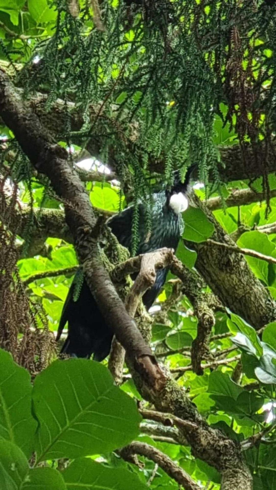 The Kauri Getaway By Tiny Away Villa Waitoki Dış mekan fotoğraf
